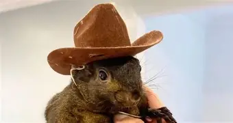 PNUT
